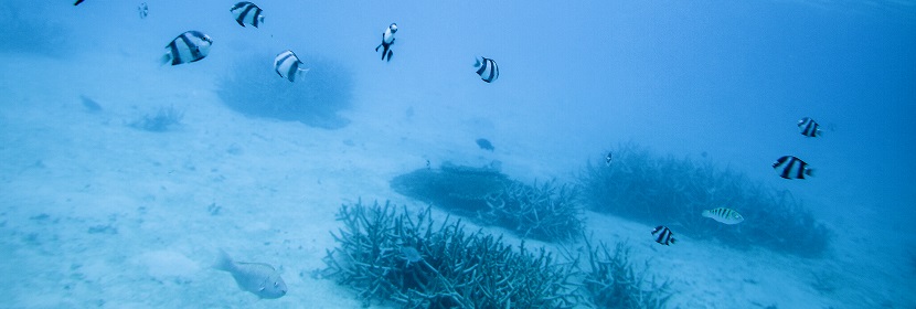 近岸海域生物監(jiān)測(cè)