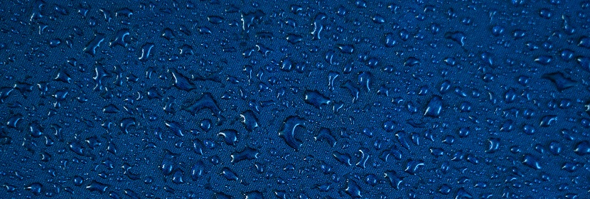 SARS-CoV-2 鼻內(nèi)感染樹鼩模型