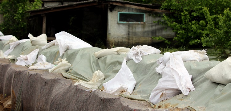 小鼠碳粒廓清實驗模型