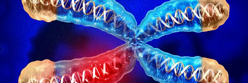 消毒劑細(xì)胞染色體畸變試驗