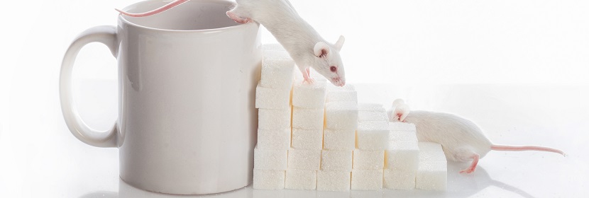 動物骨髓細胞微核試驗