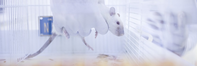 化妝品急性眼刺激性/腐蝕性試驗